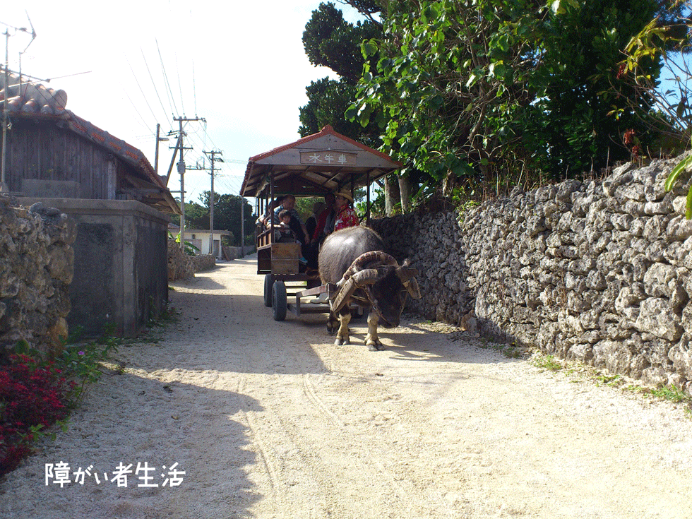 【車いすの旅】沖縄県八重山群の竹富島に行こう！水牛車